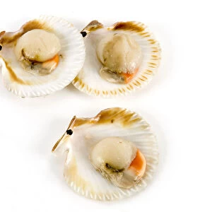Fresh clams in open shells