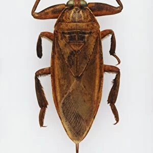 Giant water bug, top view. A reddish brown bug with specialized front legs