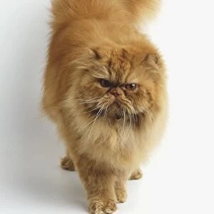 Ginger long-haired Cat (Felis catus), high angle front view