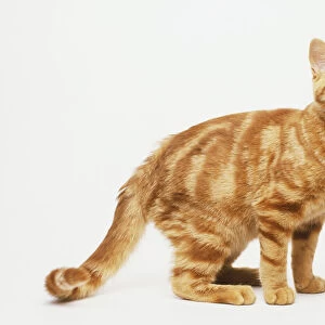 Ginger tabby cat, looking up, side view