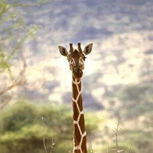 Giraffe. Botswana. Africa