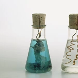 Two glass flasks of copper coils in silver salt solution, before and after chemical reaction, resulting in blue copper nitrate and silver crystals (displacement reaction)
