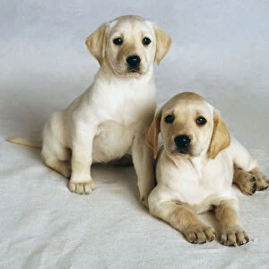 Two golden labrador puppies sitting and lying down together, front view