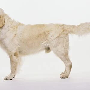 Golden Retriever (Canis lupus familiaris) standing, side view