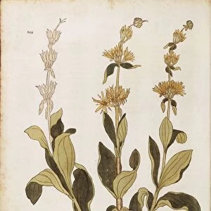 Great Yellow Gentian (Gentiana lutea) by Leonhart Fuchs from De historia stirpium commentarii insignes (Notable Commentaries on the History of Plants) colored engraving, 1542