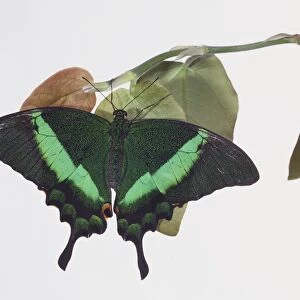 Green Blumei, Papilio blumei, butterfly