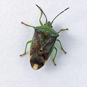Green shield bug (Palomena prasina), view from above