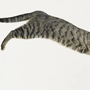 Grey Tabby Cat (Felis silvestris catus) leaping forward in mid-air, side view