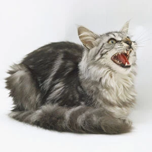Grey and white long-haired Cat (Felis catus) sitting, showing its teeth, side view