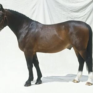 Groningen horse, standing, side view