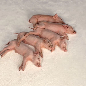 Group of pink piglets sleeping