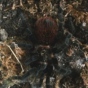 Hairy black spider on the ground, close up