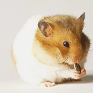 A Hamster (Cricetus cricetus) eating a seed