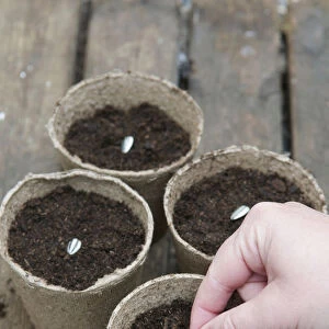 Hand planting sunflower seeds in biodegradable pots filled with compost, close-up