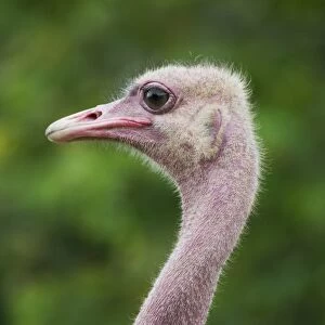 Head and neck of an Ostrich (Struthio camelus) in profile