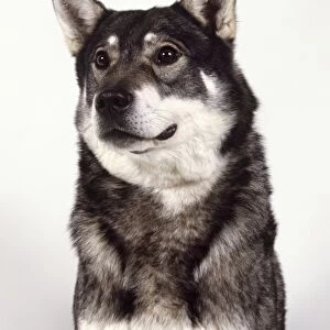 Head and neck only of swedish elkhound