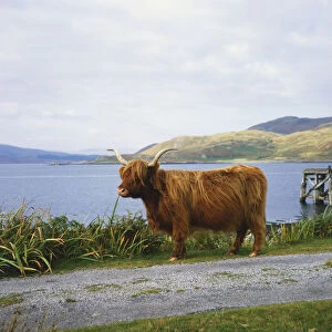 Highland Cow tethered next to road with sea and islands in background