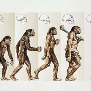 Hominid evolution through time, Drawing