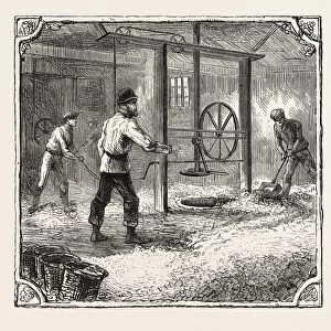 Hops and Hop Pickers, in a Kentish Hop Garden, Kent, England, Filling the Pockets the Press-House