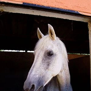 Horse. Equus Caballus