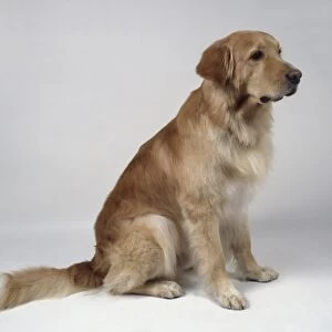 Hovawart dog, sitting, side view