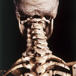 Human skeleton, cervical vertebrae, curve and skull, rear view, close up