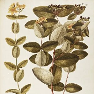 Hypericaceae, 1) Pale St, John s-worth (Hypericum montanum), herbaceous perennial plant 2) Tutsan (Hypericum androsaemum), shrub with persistent leaves for flower beds and rocky gardens, spontaneous in Italy, watercolor, 1765