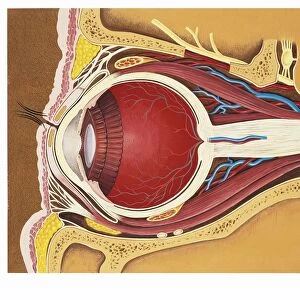 Illustration of human eye with muscles, blood vessels and nerves