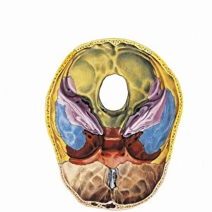 Illustration of human skull base, cerebral side