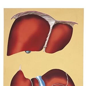 Illustration of liver, from above and below