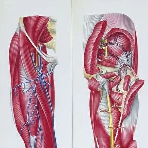Illustration of lower limb, skeletal muscles, front and back views