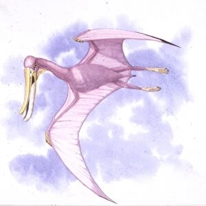 Illustration representing Pterodaustro flying