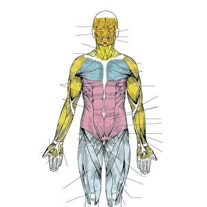 Illustration showing human muscular system, front view