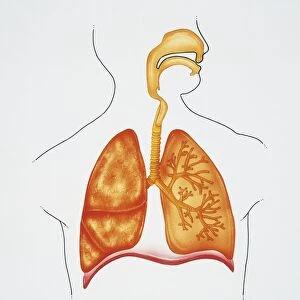 Illustration showing human respiratory system