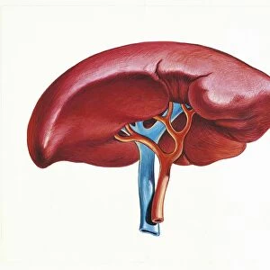 Illustration of spleen, back view