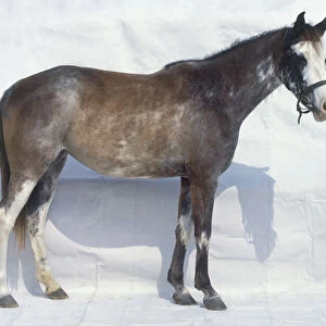Indian half-bred horse, standing, side view