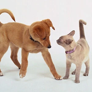 An inquisitive wary light brown puppy tentatively approaches a white cat