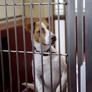 Jack Russell dog in cage at veterinary surgery