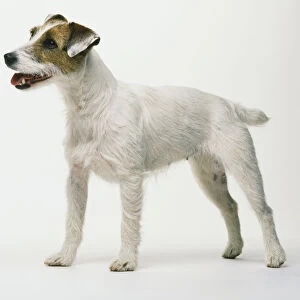Jack Russell Terrier (Canis familiaris) standing, side view