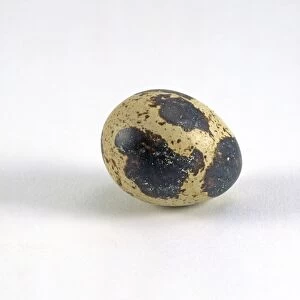 Japanese quail (Coturnix japonica), egg with brown and beige spots