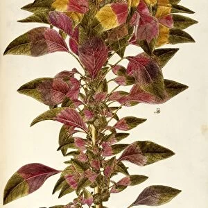 Josephs coat amaranth or Tampala (Amaranthus tricolor), Amaranthaceae by Giovanni Antonio Bottione, watercolor, 1770-1781