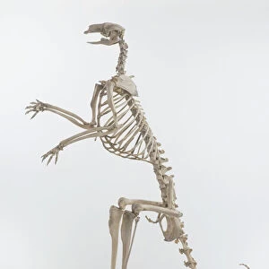 Kangaroo (Macropus), skeleton, side view