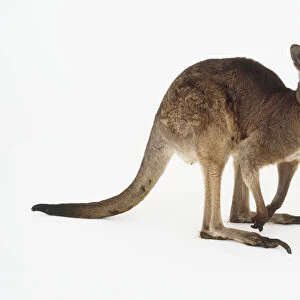 Kangaroo, side view
