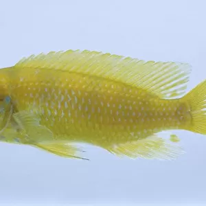 Kennyi (Maylandia lombardoi), yellow male