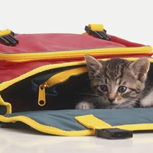 Kitten (Felis sylvestris catus) peeking out from overturned satchel, front view
