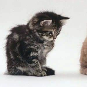 Two kittens looking at a ball on the floor