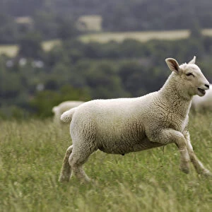 Lamb leaping through field, side view