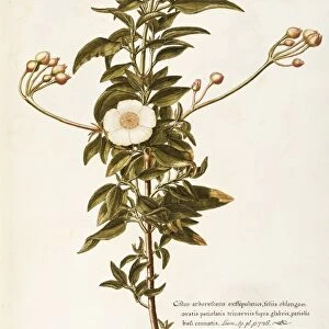 Laurel Leaved Rockrose (Cistus laurifolius), Cistaceae, Shrub with persistent leaves for rocky gardens, spontaneous in Italy, watercolor, 1765
