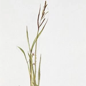 Lesser Pond-Sedge (Carex acutiformis), illustration
