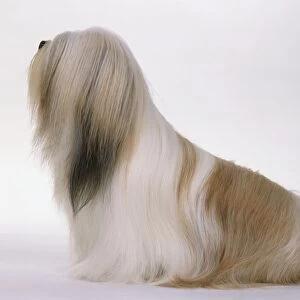 Lhasa Apso dog, sitting, side view